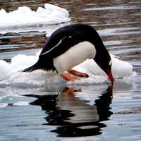 Sipping Gentoo Squared