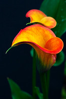 Calla, flower, lily, orange, "calla lily", "Zantedeschia aethiopica"