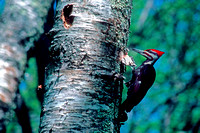 "Acadia National Park", Maine, bird, pileated, woodpecker