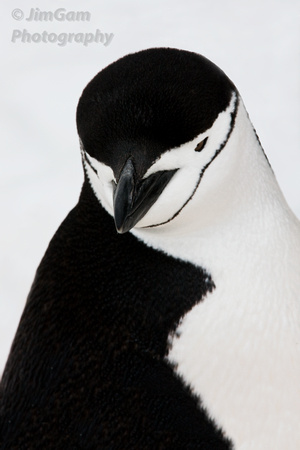 Antarctica, chinstrap, penguin, pensive, portrait, "black and white"
