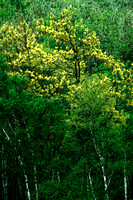 Yellow Birches