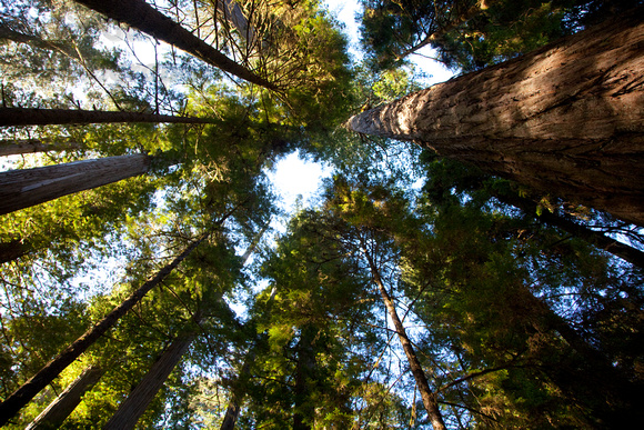 Overhead Redwoods