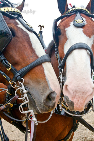Clydesdales, horses, nuzzle, "parade rig", "Anheuser Busch"