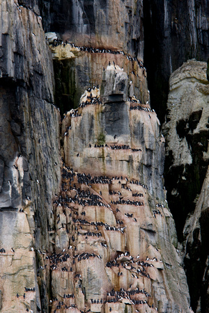 Guillemot, Svalbard, "sea bird", water, Arctic, rookery