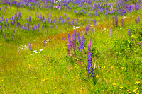 Acadia, flowers, lupines, Maine, spring, field, meadow, "Acadia National Park"