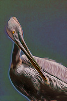 Florida, Islamorada, abstract, bird, pelican