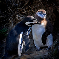Chile, Magellanic, "penguin colony", penguin