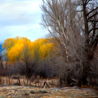 "New Mexico", Taos, abstract, autumn, fence, foliage