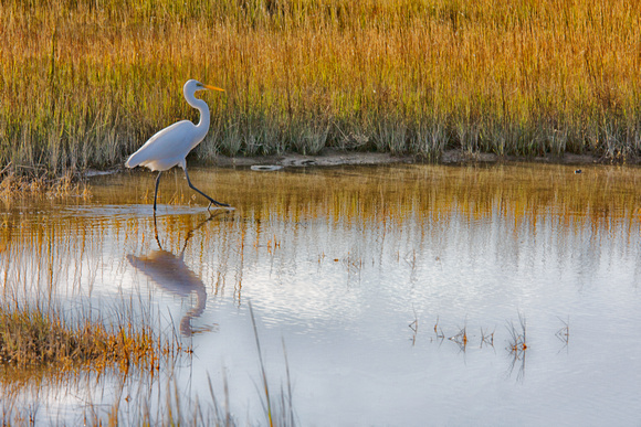 Assateague, Egret, bird, water, marsh, Maryland, "Assateague Island National Seashore"