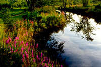 "West Brookfield", brook, "invasive species", "purple loosestrife"