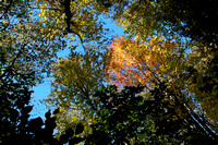 "High Ledges", "Massachusetts Audubon", Shelburne, abstract, autumn, canopy, fall, foliage, "tree tops"
