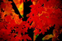 Gardner, Massachusetts, autumn, "fall color", foliage, leaves, maple, tree