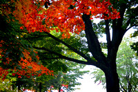autumn, "Northfield Mountain", foliage, "Connecticut River"