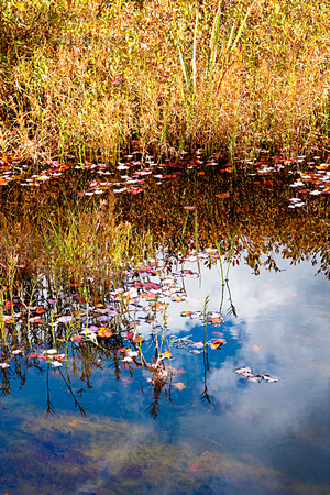 bog, Hawley, grasses, reflections, leaves, "quaking bog", autumn