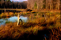 "Beaver Pond", Belchertown, MA, "Rt 9", "Tuckers Pond" autumn