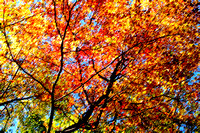 Quabbin, abstract, canopy, fall, foliage, autumn, trees