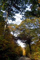 Autumn Trail, Quabbin