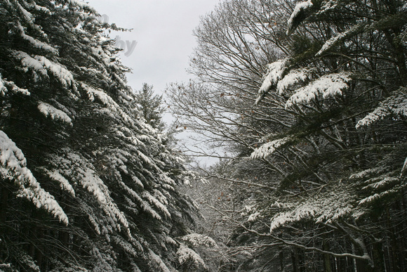 Belchertown, Quabbin, evergreens, snow, trees, winter