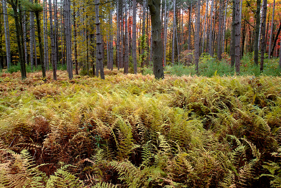 Field of Ferns