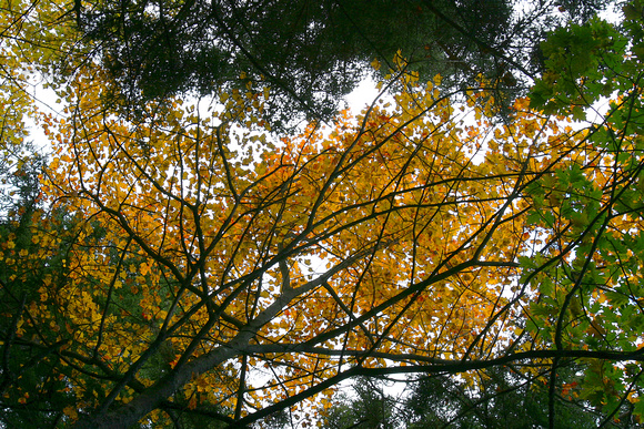 Yellow Canopy