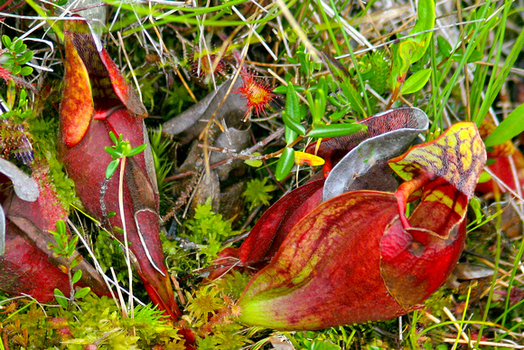 "carnivorous plants", "pitcher plant", "Nova Scotia", bog, insectivores