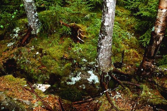 Canada, "Devil's Quarter Acre", Fundy, moss, "Fundy National Park", "New Brunswick"