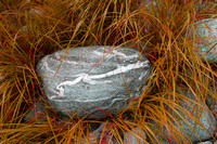 "Nova Scotia", grasses, ribbed, rock
