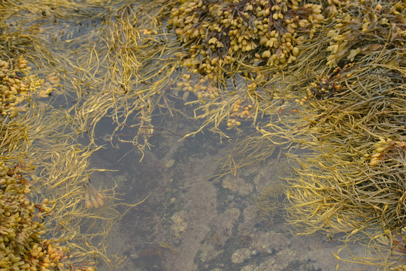 "Nova Scotia", seaweed, shoreline, Kejimkujik National Park, seaside