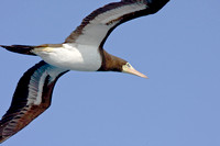 "Island of Bona", Panama, birding, "brown booby"