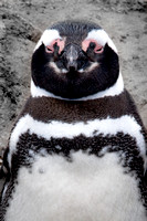 Chile, Magellanic, Penguin