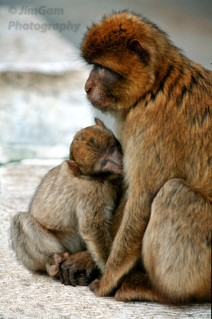 Gibraltar, Spain, ape, baby, "Barbary Ape", Gibraltar, "Barbary macaque", baby, monkey, "mother and baby"