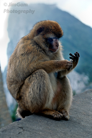 Gibraltar, Spain, ape, baby, "Barbary Ape", Gibraltar, "Barbary macaque", baby, monkey, Hamlet, thoughtful, contemplative
