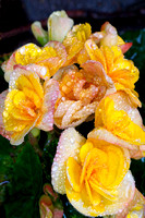 Begonias, flowers, rain, yellow