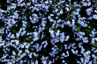 Flower, Forget-me-nots, "Trustees of Reservations", "North Andover"