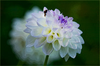 Dahlia, Flower, bug