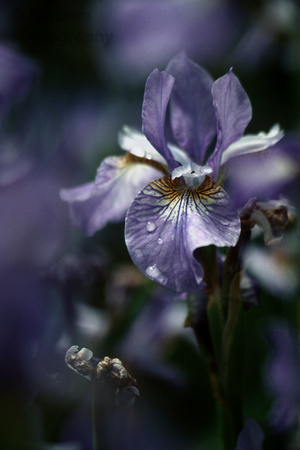 purple, flowers, iris