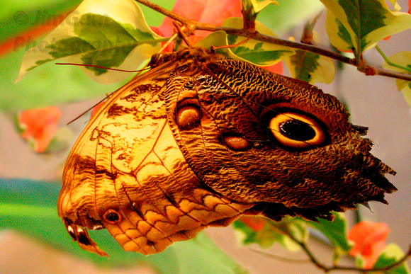 Butterfly, "Magic Wings"