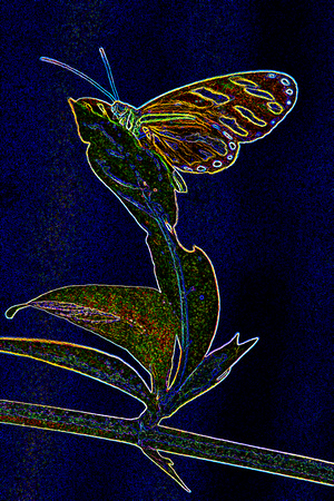 Monteverde, butterfly, glowing, "Costa Rica", stylized