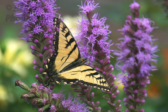 butterfly, liatris, "Eastern Tiger Swallowtail", "Papilio glaucus"
