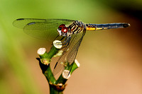 "dragon fly", Anisoptera