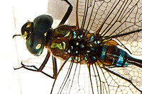 Anisoptera, "dragon fly"