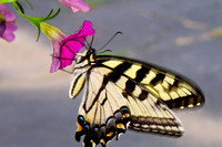 butterfly, petunia, "Eastern Tiger Swallowtail", "Papilio glaucus"