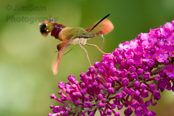 Flowers, horizontal, "hummingbird moth", "sphinx moth", "butterfly bush", "Hemaris thysbe"