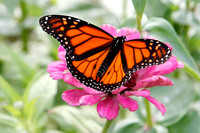 Monarch, "Shelburne Museum", butterfly, "Danaus plexippus"