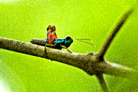 "Costa Rica", "Manuel Antonio", "seven color grasshopper", grasshopper, Orthoptera, Caelifera