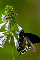 Mountains, Smokies, "Papilio troilus" spicebush swallowtail, "Great Smoky Mountains National Park", butterfly