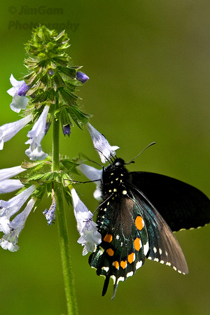 Mountains, Smokies, "Papilio troilus" spicebush swallowtail, "Great Smoky Mountains National Park", butterfly