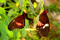 Butterfly, "Magic Wings"