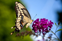 butterfly, "butterfly bush", "Eastern Tiger Swallowtail", "Papilio glaucus"