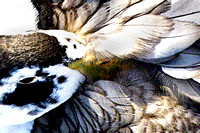 closeup, duck, preening, feathers
